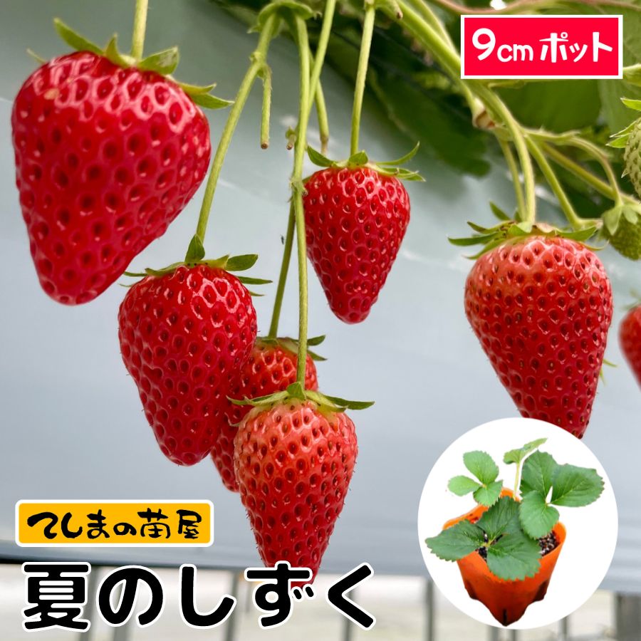 �ڤƤ��ޤ��ġۥ������ġ��ƤΤ���������cm�ݥåȡ��ڿ͵���