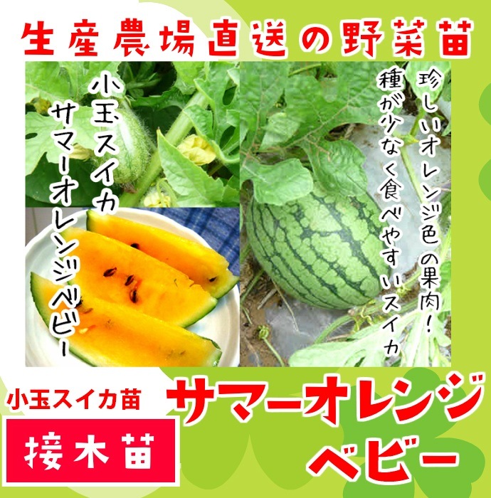 ڤƤޤġ ̥ ޡ󥸥٥ӡ Ǻ 9cmݥå     ڿ͵