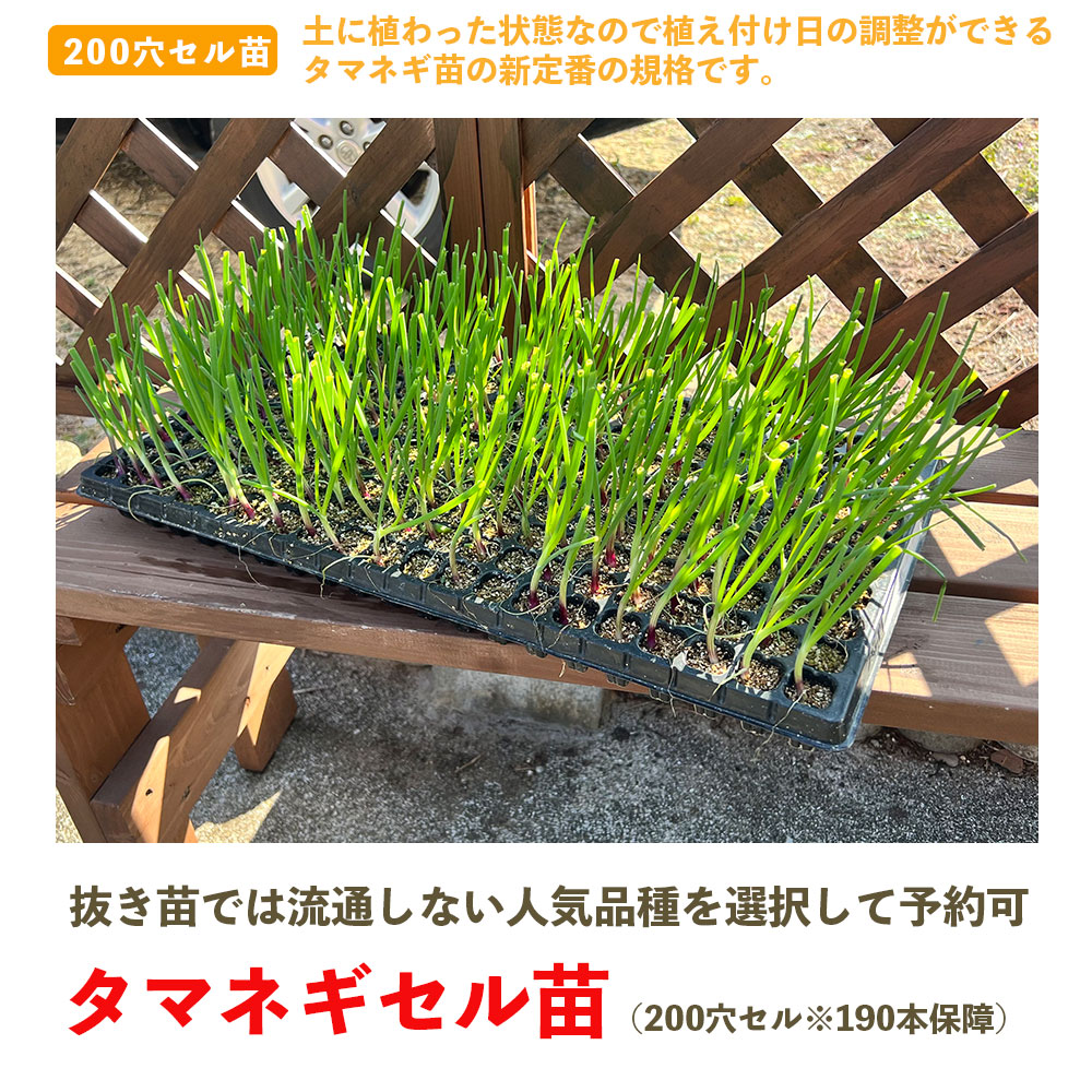 �ڤƤ��ޤ��ġ� ���ޥͥ������� 200�ꥻ���190���ݾ�� 10��������缡ȯ�� Ķ������ ���� ���� ��������¾���ʤ�Ʊ���Բ�