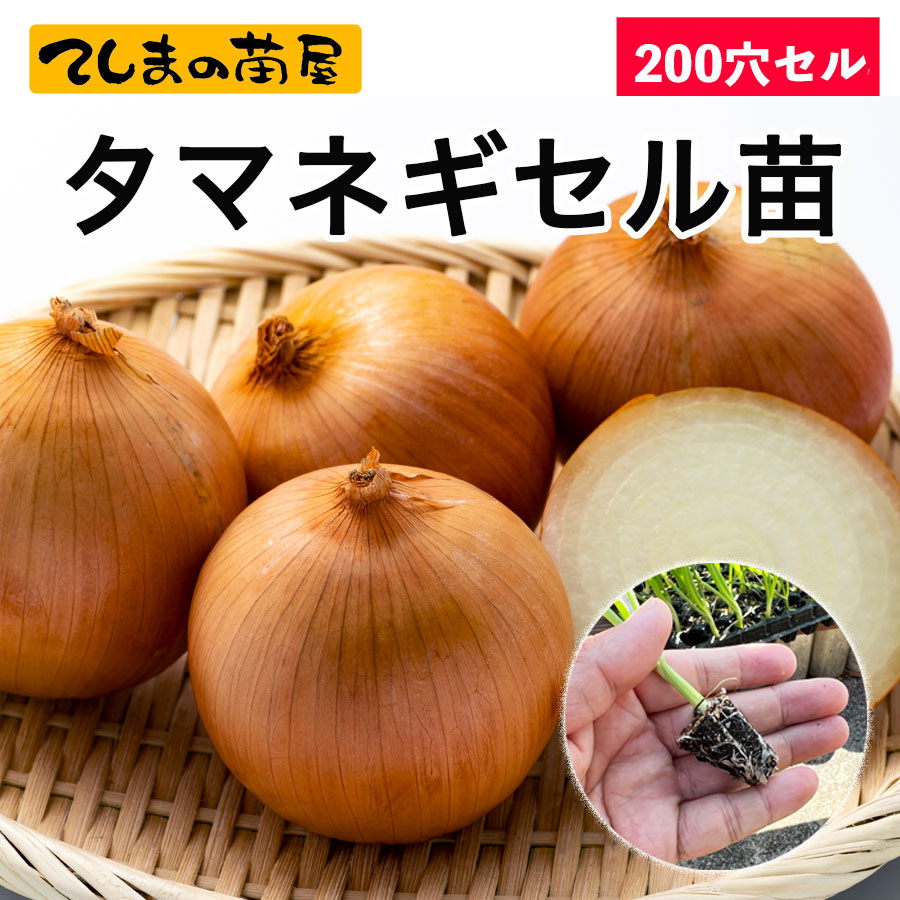 �ڤƤ��ޤ��ġ� ���ޥͥ������� 200�ꥻ���190���ݾ�� 10��������缡ȯ�� Ķ������ ���� ���� ��������¾���ʤ�Ʊ���Բ�