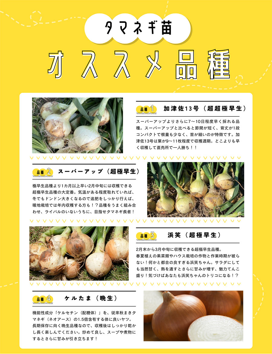 �ڤƤ��ޤ��ġ� ���ޥͥ������� 200�ꥻ���190���ݾ�� 10��������缡ȯ�� Ķ������ ���� ���� ��������¾���ʤ�Ʊ���Բ�