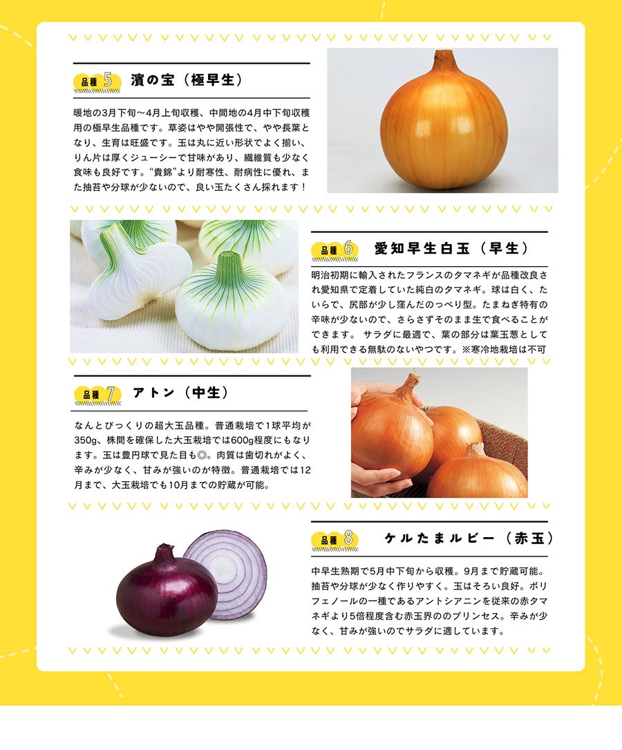 �ڤƤ��ޤ��ġ� ���ޥͥ������� 200�ꥻ���190���ݾ�� 10��������缡ȯ�� Ķ������ ���� ���� ��������¾���ʤ�Ʊ���Բ�