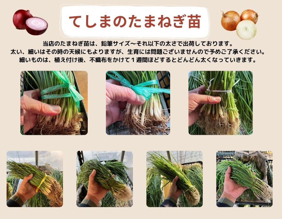 ޤͤ ȴ 20« ӡѡåסȥåץ320ΤŤ줫 ʼԲ 10ܡȯ ޥͥ