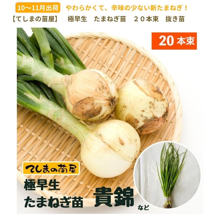 ޤͤ ȴ 20« ӡѡåסȥåץ320ΤŤ줫 ʼԲ 10ܡȯ ޥͥ