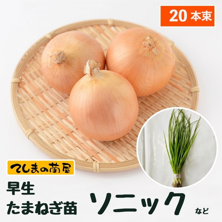 ޤͤ ȴ 20« ˥åΤŤ줫 ʼԲ 10ܡȯ ޥͥ