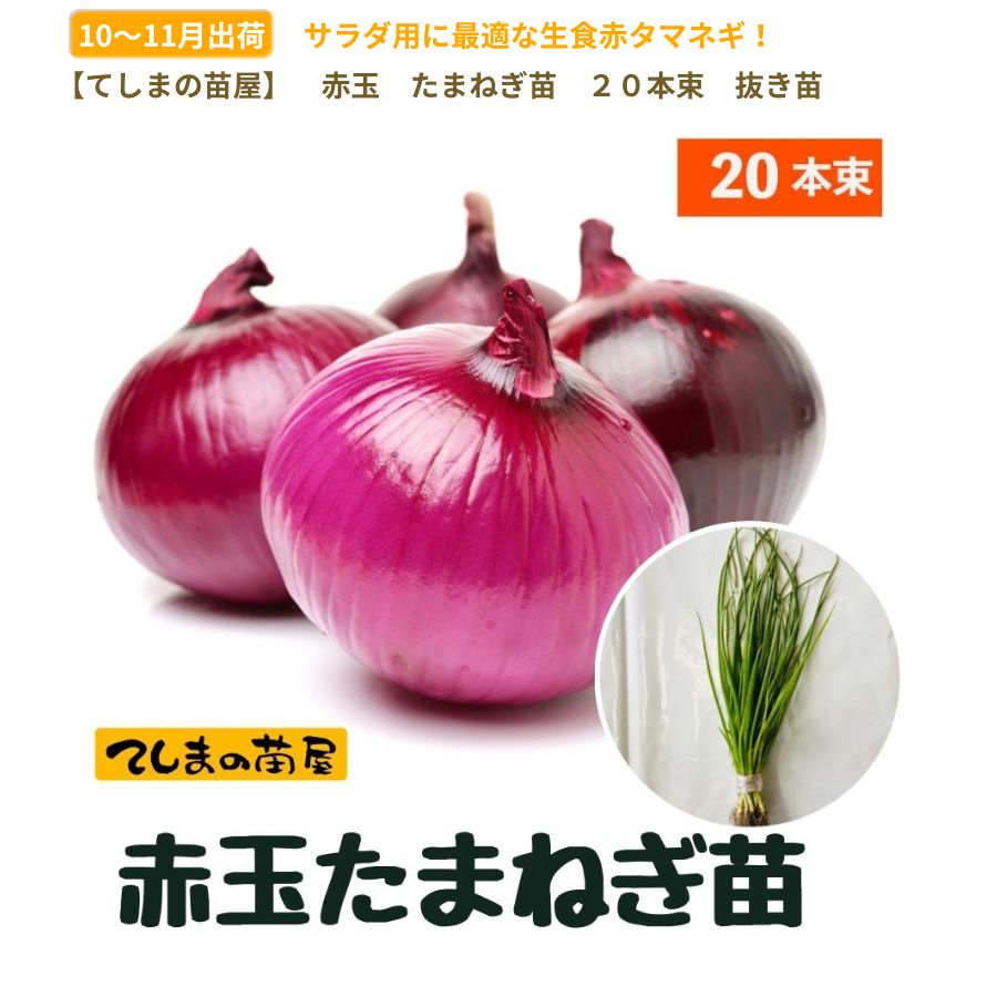 ֶ̤ޤͤ ȴ 20« åɡʤåɥޡΤŤ줫 ʼԲ 10ܡȯ ޥͥ