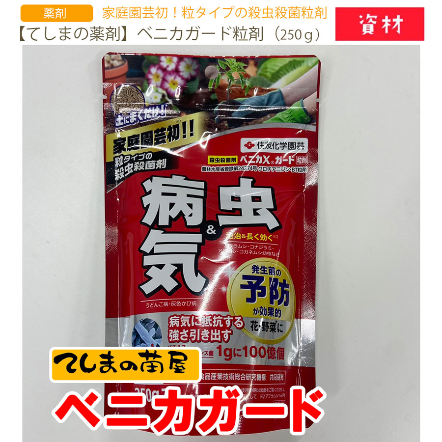 �ڤƤ��ޤ����ޡۥ٥˥��إ�����γ�ޡ�250���