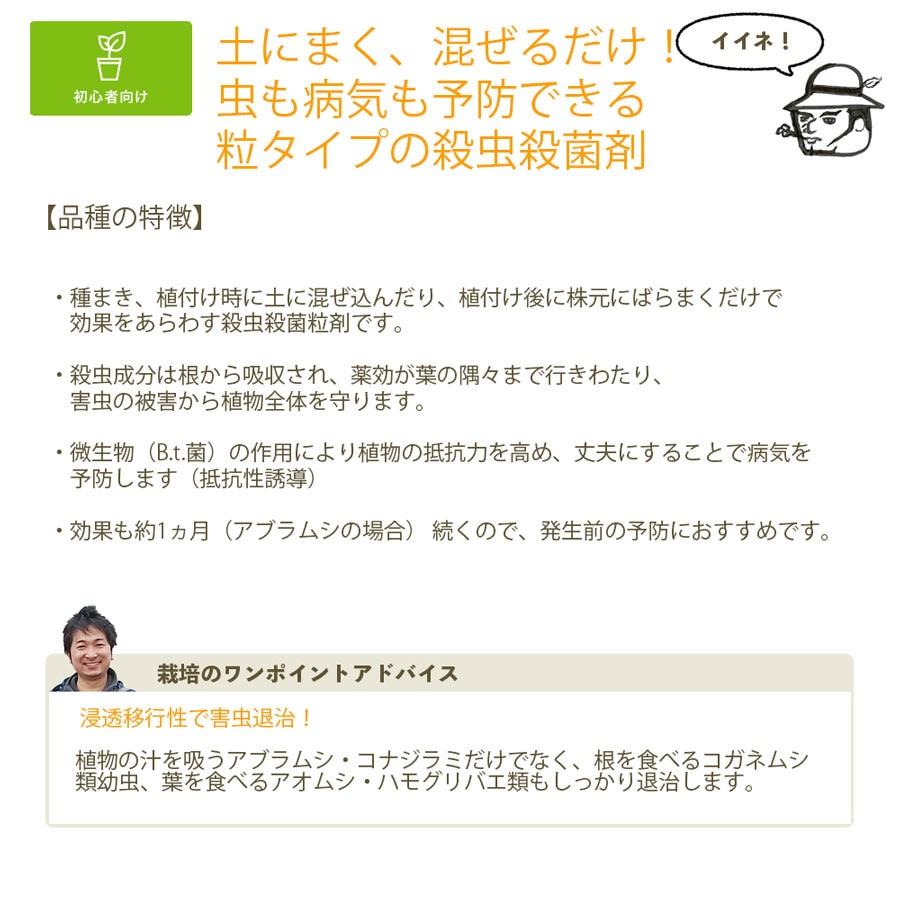 �ڤƤ��ޤ����ޡۥ٥˥��إ�����γ�ޡ�250���