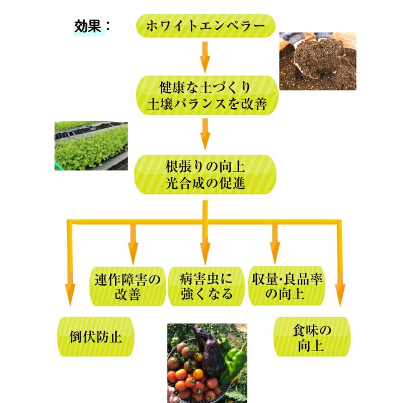 ھɺ ۥ磻ȥڥ顼 900g Բ ̵ۡڥ᡼б