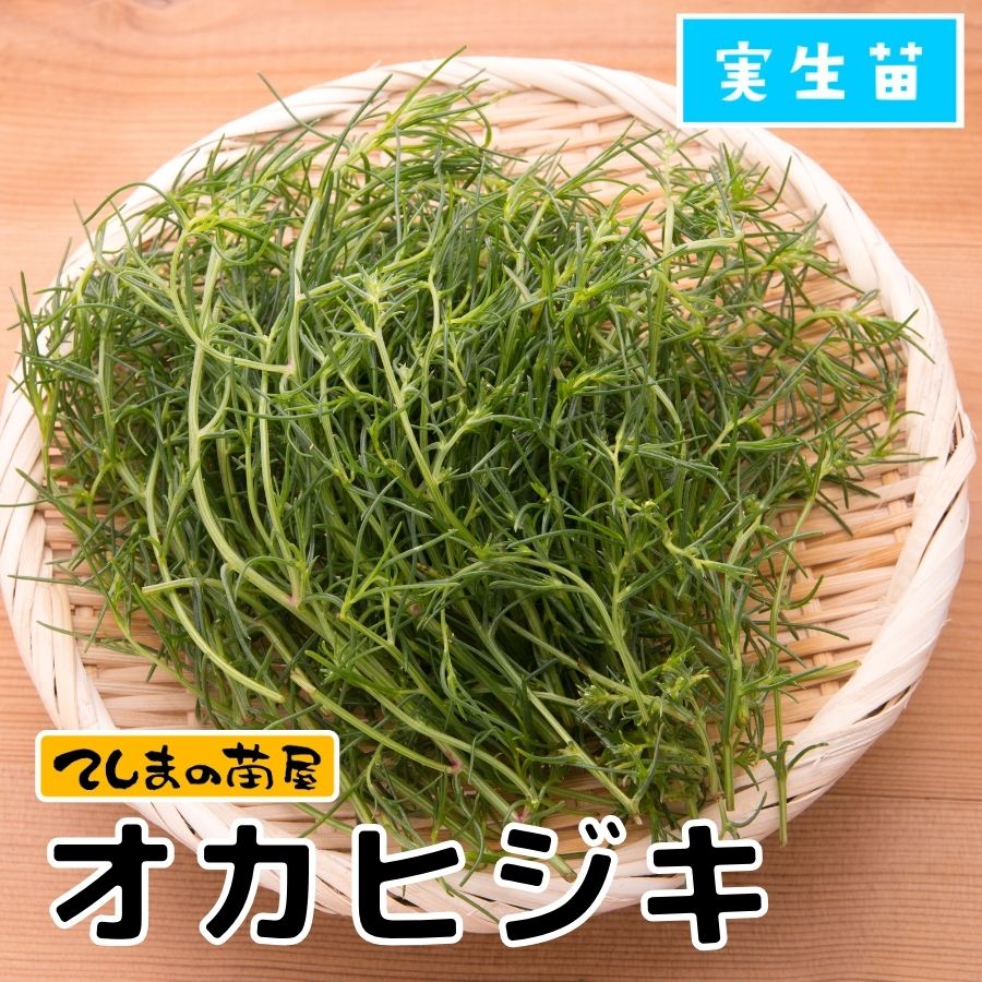 �ڤƤ��ޤ��ġۥ����ҥ�����9cm�ݥåȡ�������