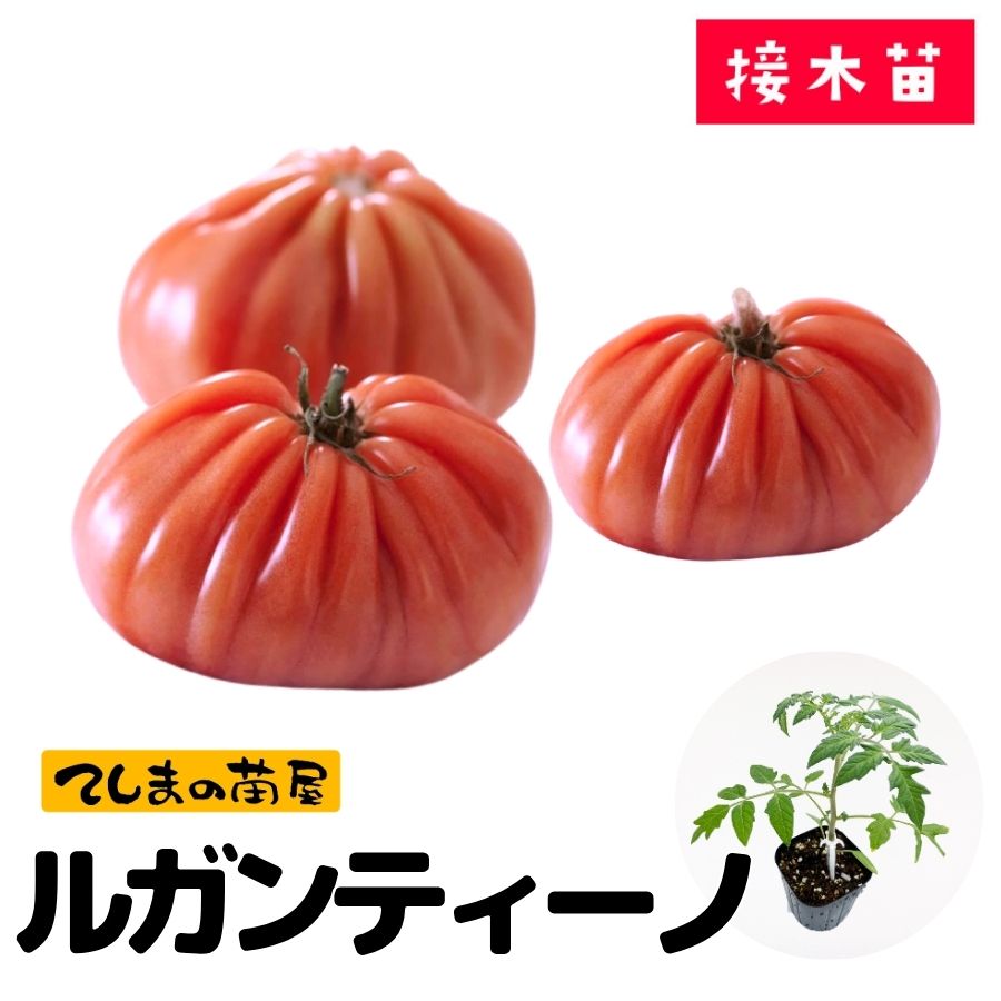 ڤƤޤġ̥ȥޥġ륬ƥΡ9ݥå Ǻ