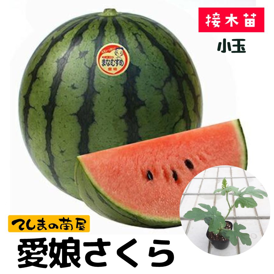 �ڤƤ��ޤ��ġ۾��̥������ġ���̼�����顡9����ݥåȡ��Ǻ�������