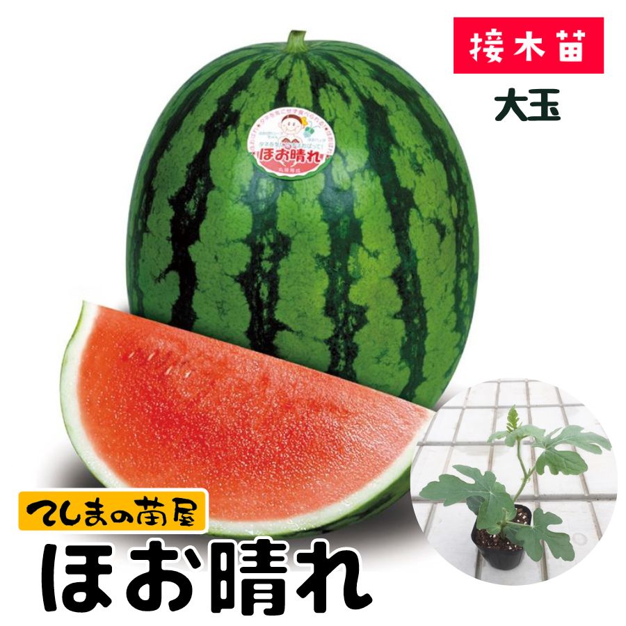 �ڤƤ��ޤ��ġۼ�ʤ���̥������ġ��ۤ����졡9����ݥåȡ��Ǻ�������