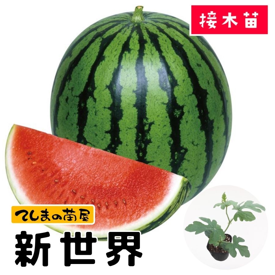 �ڤƤ��ޤ��ġ���̥������� ������  9����ݥå� �Ǻ�������