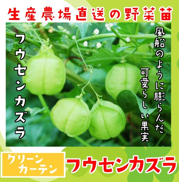 ����������ľ���۲��ġ��ե����󥫥��顡�����ġ����꡼�󥫡��ƥ�9cm�ݥåȡڿ͵���