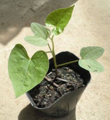 ����������ľ���۲��ġ��ե����󥫥��顡�����ġ����꡼�󥫡��ƥ�9cm�ݥåȡڿ͵���