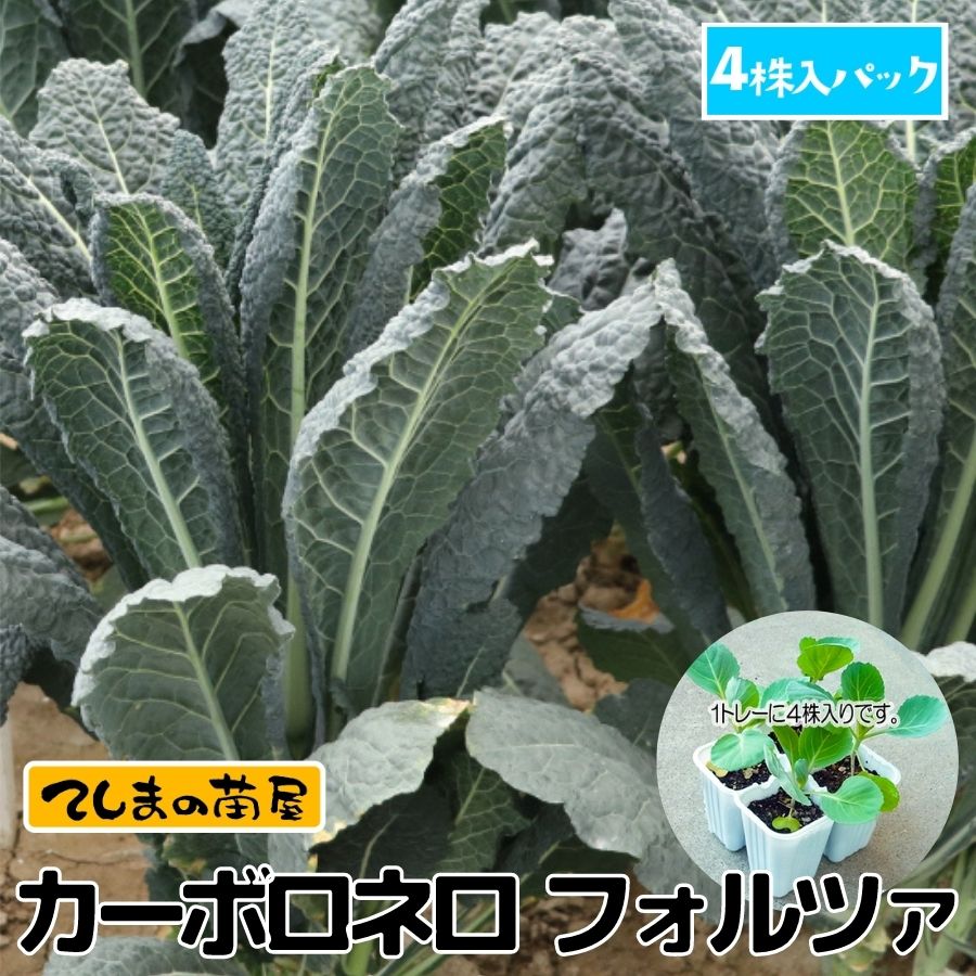 �ڤƤ��ޤ��ġ� �������� �������ܥ��ͥ����ե���ĥ���4������ѥå�