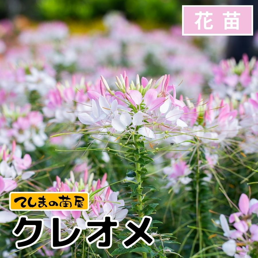 �ڤƤ��ޤ��ġ� ���ġ����쥪�ᡡ���ѡ����顼2.0���꡼����9����ݥå�