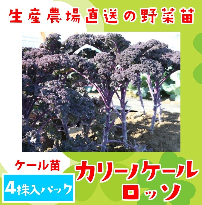 �ڤƤ��ޤ��ġۥ������ġ����꡼�Υ�������å���4������ѥå����պ��ġ� �ڿ͵���