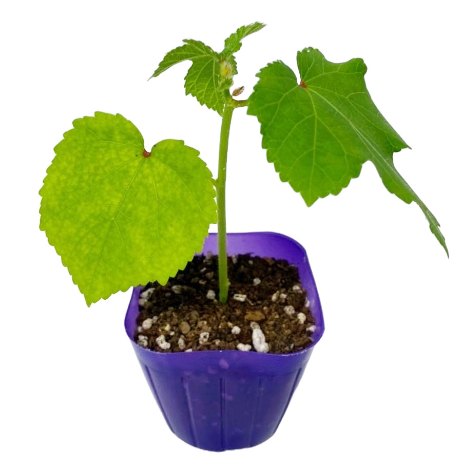 ڤƤޤġۥġӥǤ9ݥåȡ