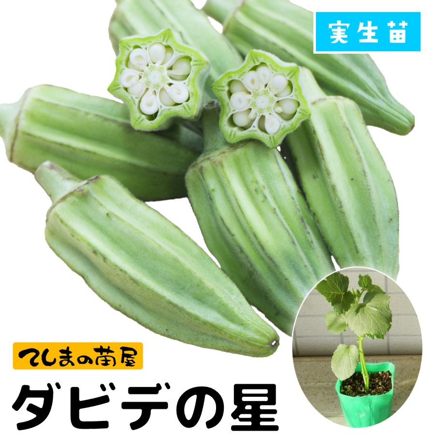 ڤƤޤġۥġӥǤ9ݥåȡ