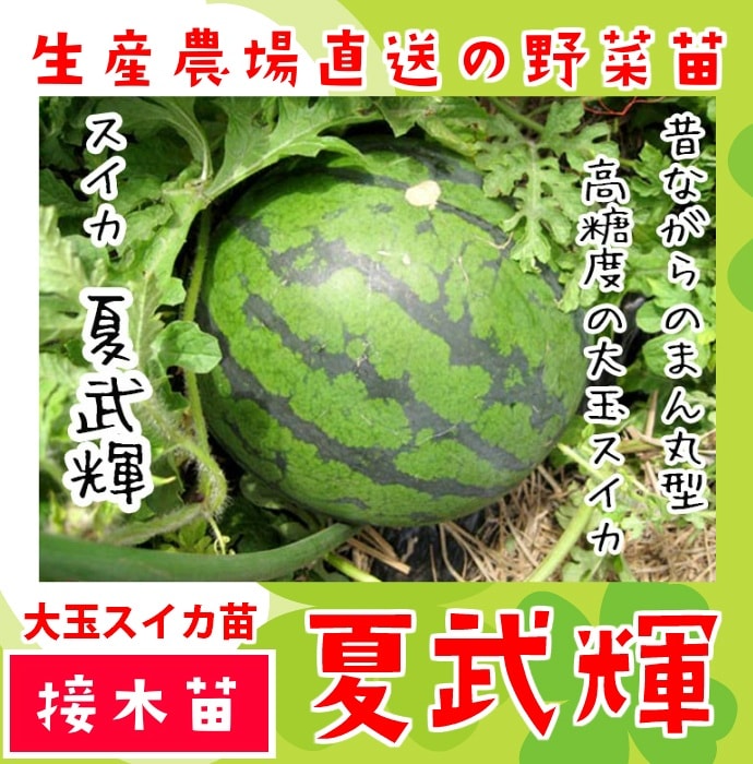 �ڤƤ��ޤ��ġ�  ��̥����� ���� �Ǻ������� 9cm�ݥå� ����� ���� �� ���� �ڿ͵���