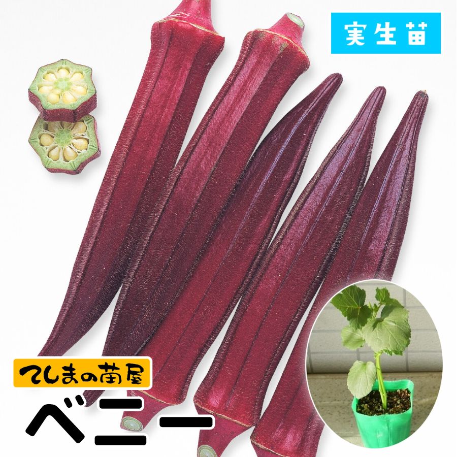 ڤƤޤġۥġ٥ˡ9ݥåȡ