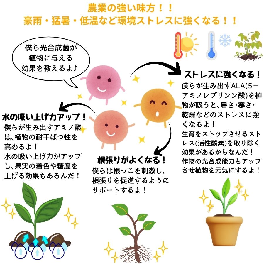 �ڤƤ��ޤλ�� �� �Ƥ��ޤθ������ݡ�����1L������ѡ����ѡ���ʪ�����Ѣ��������Ϥ��ܤ�䤹���ΤǤ����դ���������