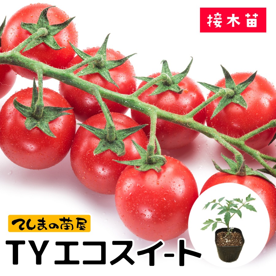 �ڤƤ��ޤ��ġۥߥ˥ȥޥ���  TY������������  �Ǻ������� 9����ݥå�