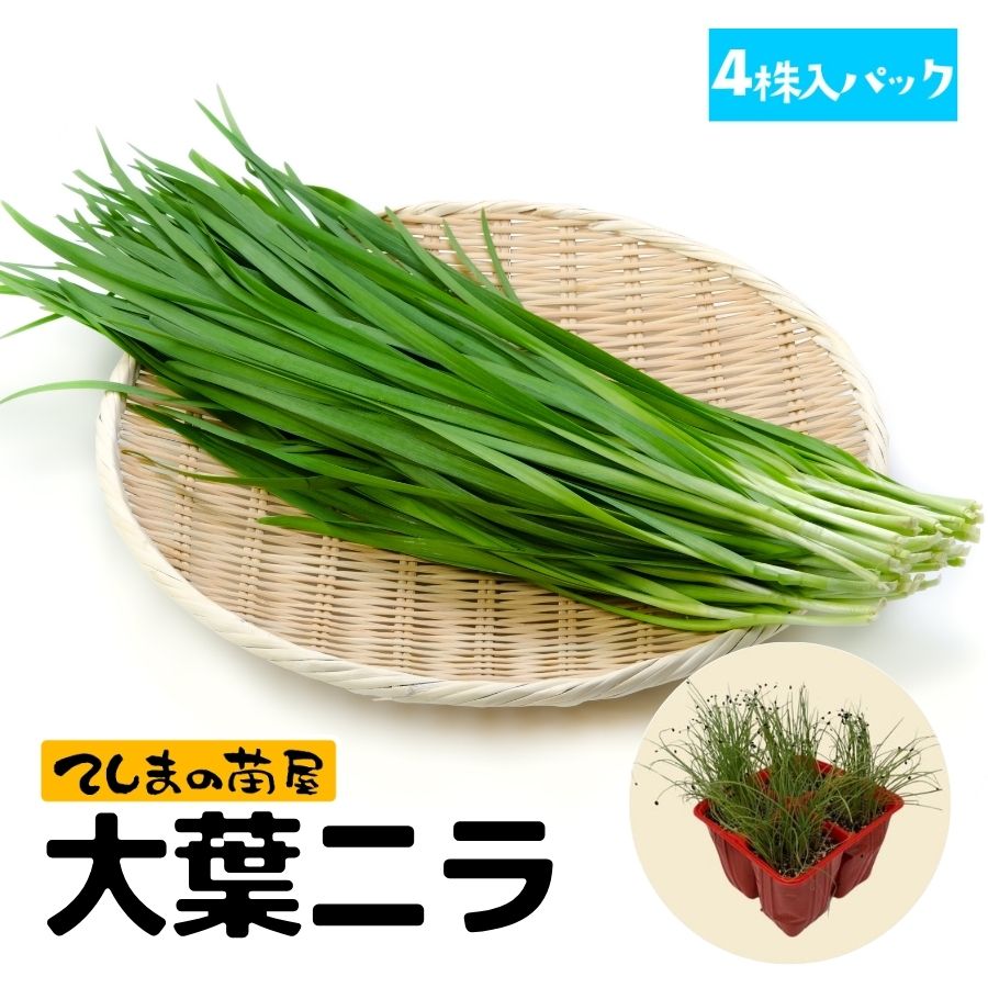 �ڤƤ��ޤ��ġ� ���ե˥顡 4Ϣ��ѥå� ���պ��ġ�