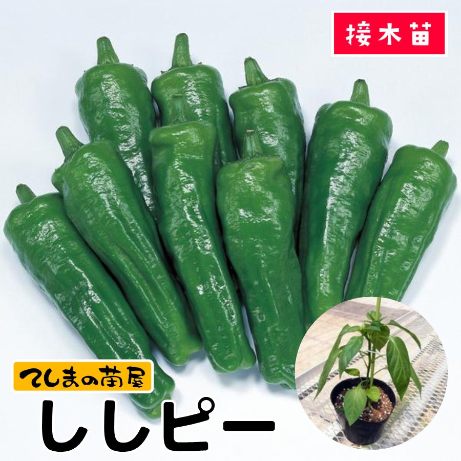 �ڤƤ��ޤ��ġۥԡ��ޥ��ġ������ԡ��������ġ�9����ݥå�