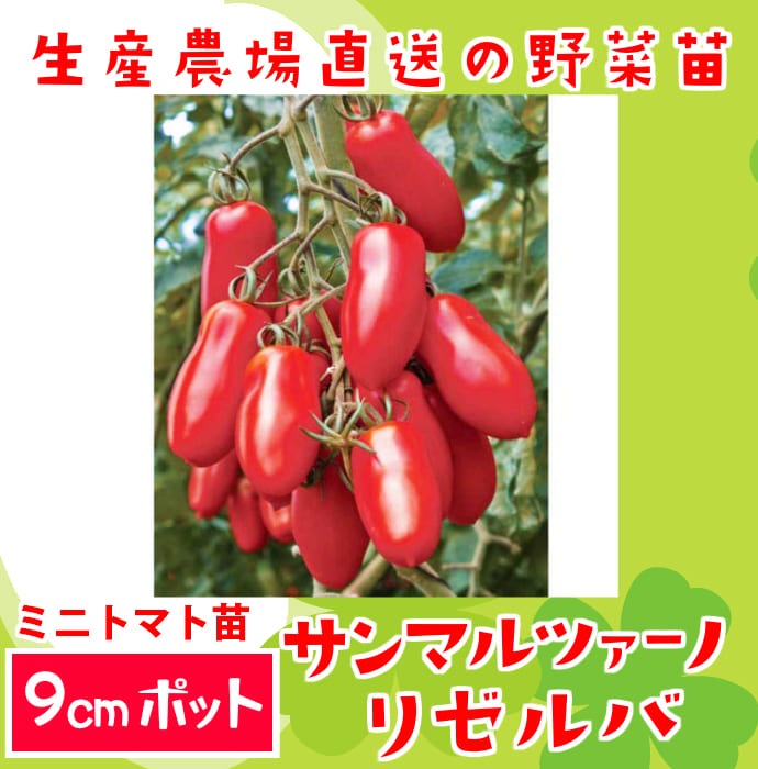 �ڤƤ��ޤ��ġۡ��ȥޥ��ġ�����ޥ�ĥ����Ρ��ꥼ��С��Ǻ������ġ�9cm�ݥåȡ�