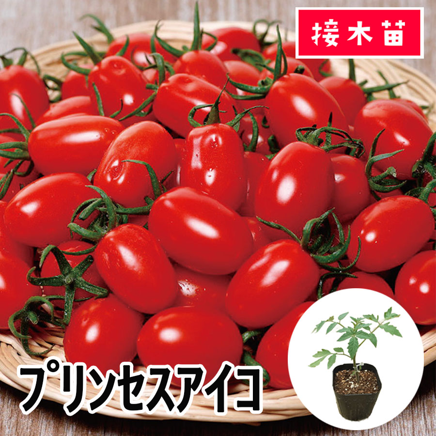 ڤƤޤġۡߥ˥ȥޥġץ󥻥9cmݥåȡȥޥȡ