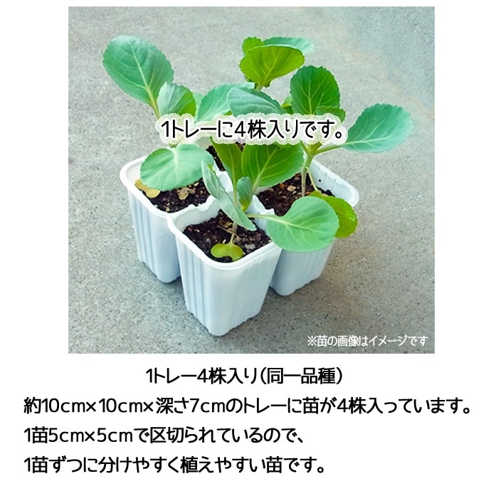 �ڤƤ��ޤ��ġ� �ϥ������� �߷�90  4������ѥå����պ���