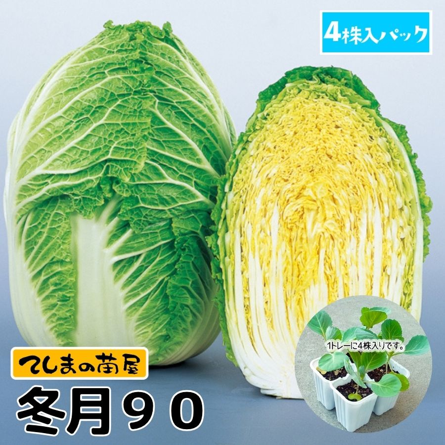 �ڤƤ��ޤ��ġ� �ϥ������� �߷�90  4������ѥå����պ���