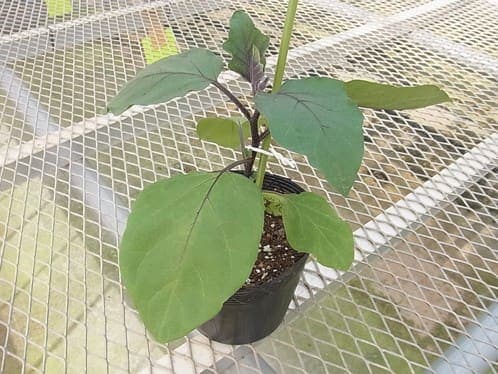 �ڤƤ��ޤ��ġۡ��ʥ��ġ��Ȥ��ƥȥ륳���Ǻ������ġ�9cm�ݥåȡ�