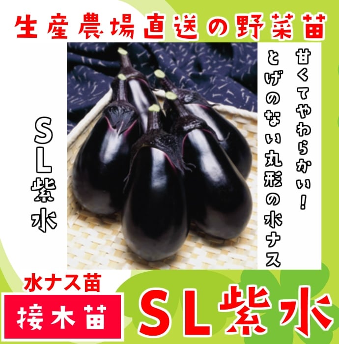 �ڤƤ��ޤ��ġ�  ��ʥ� SL��� �Ǻ������� 9cm�ݥå� ����� ���� �� ���� �ڿ͵���