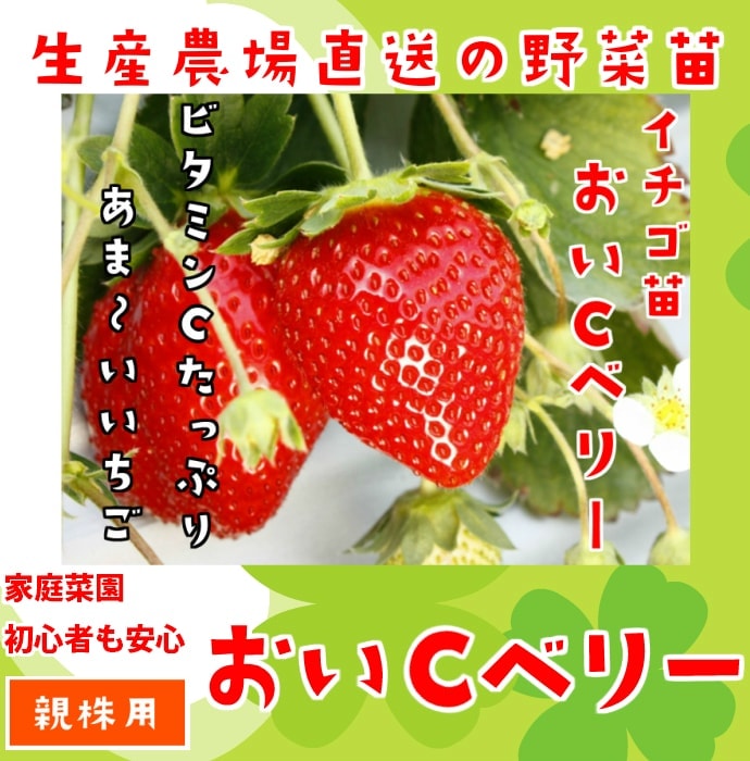 �ڿƳ��ѥ������ġ� ����C�٥꡼ 9cm�ݥå� ����� ���� �� ���� �ڿ͵���