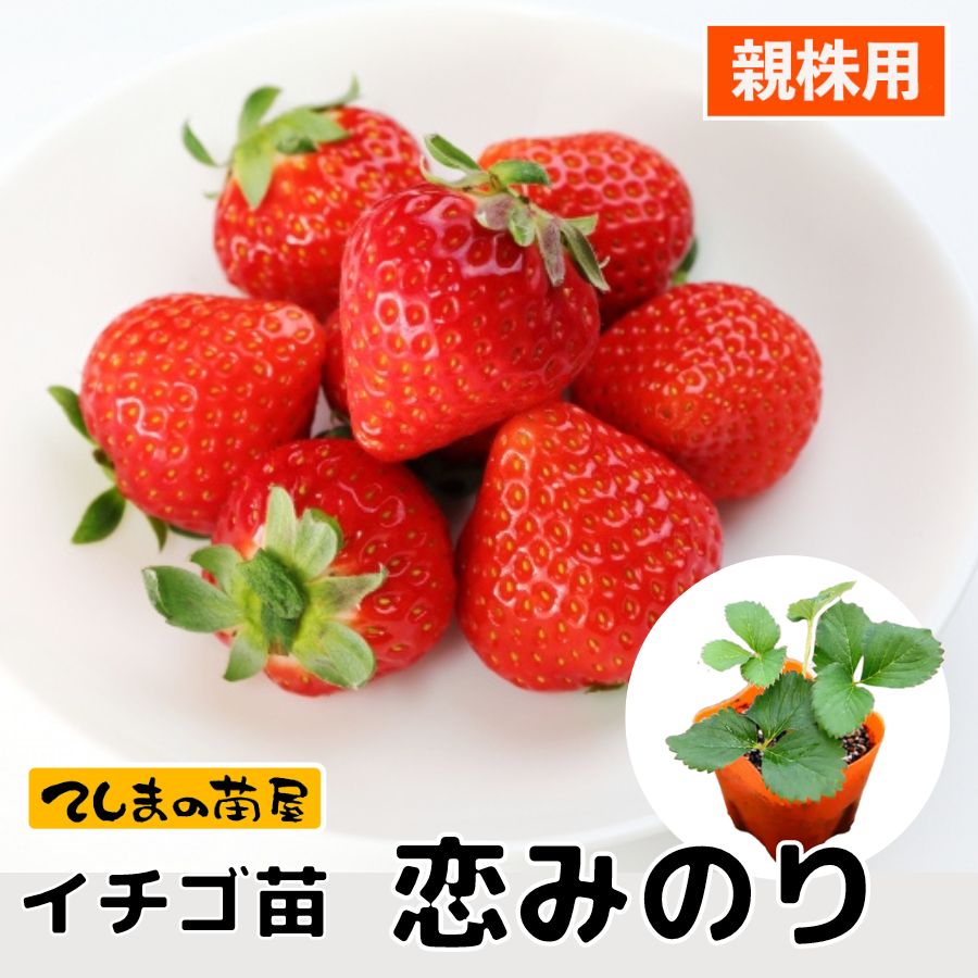 �ڿƳ��ѥ������ġۡ����ߤΤꡡ9����ݥå� ��ꥯ�꡼����ȭ�夲��Ω�ơ�PVP