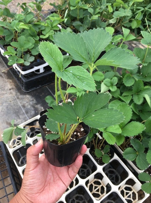 �ڿƳ��ѥ������ġۡ����ߤΤꡡ9����ݥå� ��ꥯ�꡼����ȭ�夲��Ω�ơ�PVP