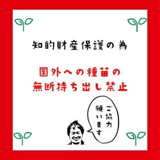 �ڿƳ��ѥ������ġۡ����ߤΤꡡ9����ݥå� ��ꥯ�꡼����ȭ�夲��Ω�ơ�PVP