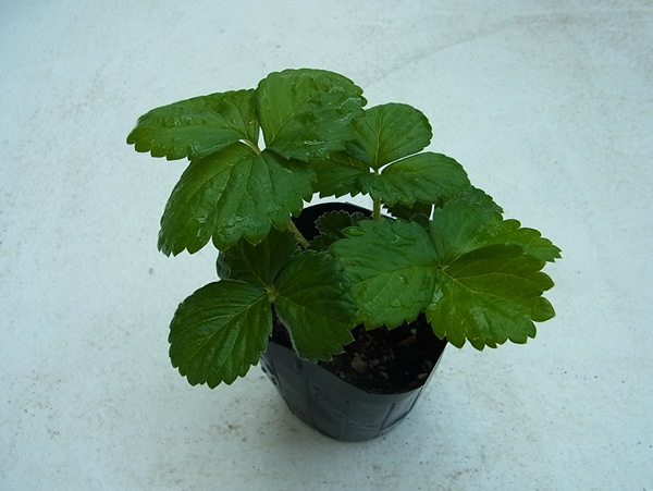 �ڿƳ��ѥ������ġ� �Ȥۤä� 9cm�ݥå� ����� ���� �� ���� �ڿ͵���