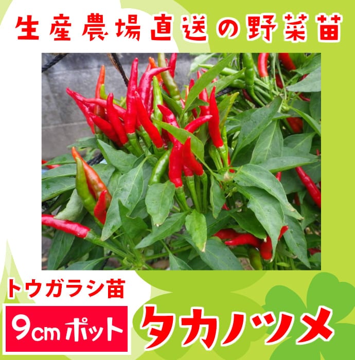 �ڤƤ��ޤ��ġۡ��ȥ����饷�ġ������Υĥᡡ�����ġ�9cm�ݥå�