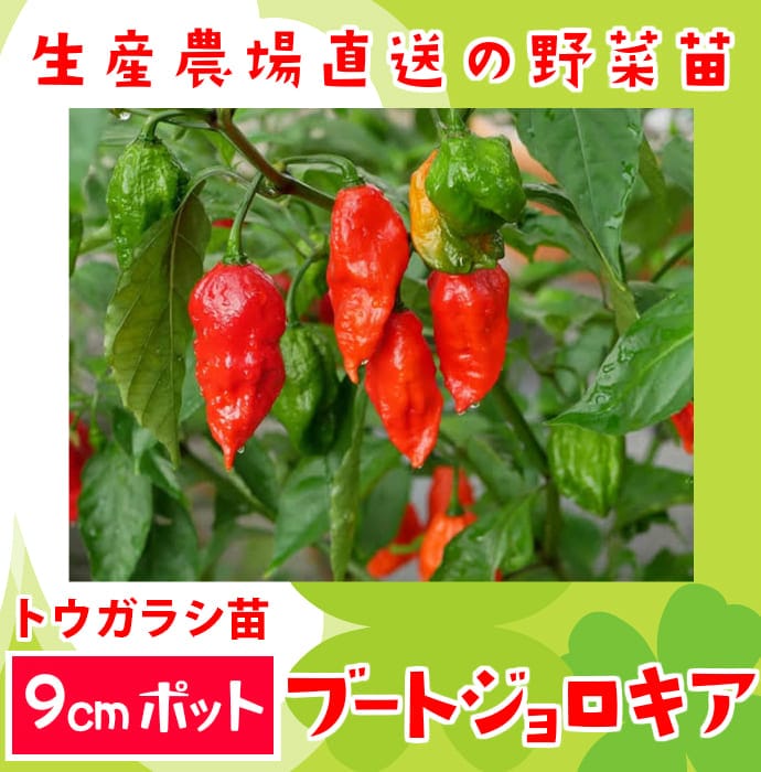 �ڤƤ��ޤ��ġۡ��ȥ����饷�ġ��֡��ȥ�����������������ġ�9cm�ݥå�