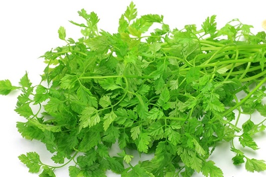 �ڤƤ��ޤ��ġۥϡ����� ���㡼�ӥ� ������ 9cm�ݥå� ����� ���� �� ���� �ڿ͵���