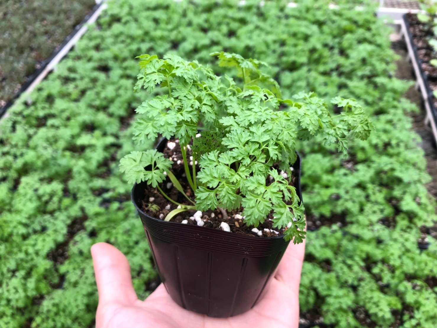 �ڤƤ��ޤ��ġۥϡ����� ���㡼�ӥ� ������ 9cm�ݥå� ����� ���� �� ���� �ڿ͵���