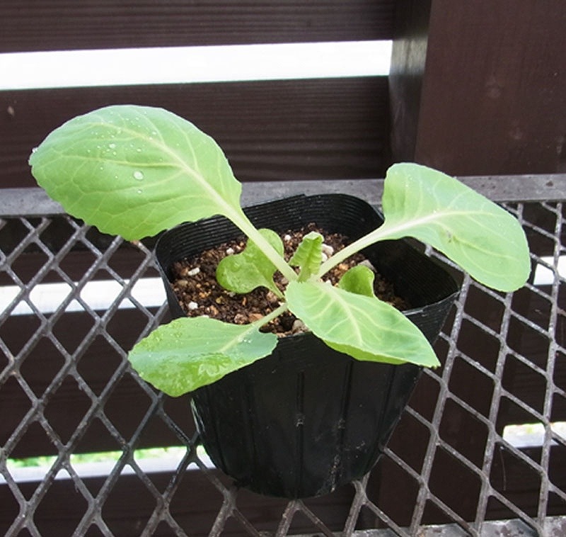 �ڤƤ��ޤ��ġ� ����٥���  ���ȥ�����  4������ѥå�  �պ��� �ڿ͵���