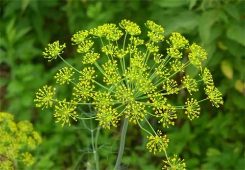 てしまの苗 ハーブ苗 ディル 実生苗 9cmポット 野菜苗 培土 種 堆肥 人気 てしまの野菜苗 葉菜類の苗 その他季節の野菜 てしまの 苗屋 本店