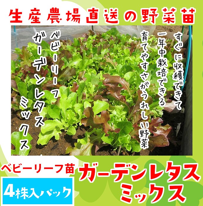 ڤƤޤġ ٥ӡ꡼ ǥ쥿ߥå  4ѥå պ ڿ͵