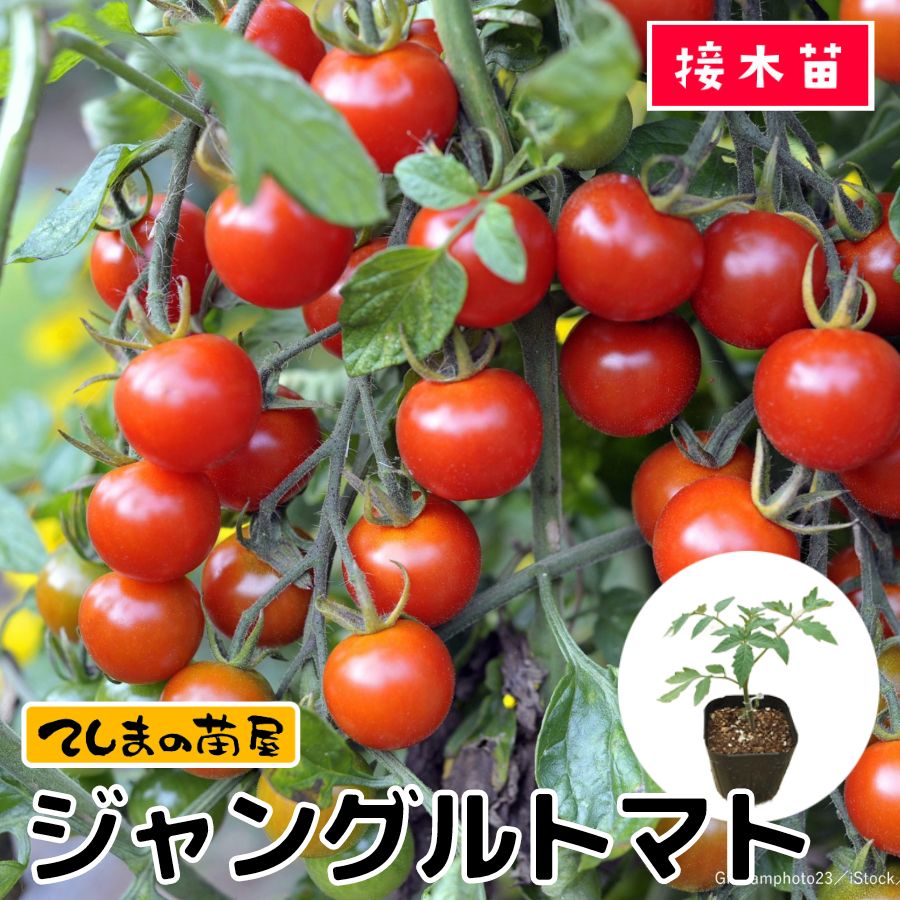 �ڤƤ��ޤ��ġۥߥ˥ȥޥ��ġ�����󥰥�ȥޥȡ�9����ݥåȡ��Ǻ�������